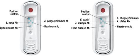 Immunoassay Applications in Veterinary Diagnostics 